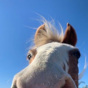 Meet your Posher, Brandy